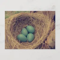 Robin Nest and Eggs Postcard