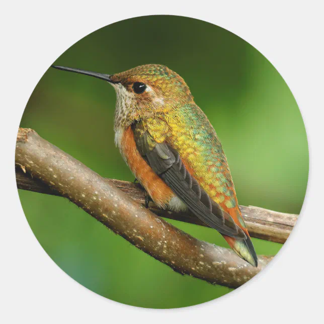 Beautiful Rufous Hummingbird on Twining Vines Classic Round Sticker