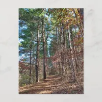 Forest path postcard