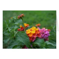 [Colorful Flowers] Lantana camara - Greeting Card