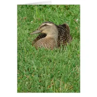 A Mallard Hen All Occasions Greeting Card 