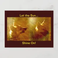 Shine On Me German Shepherd Postcard