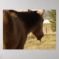 Buckskin Sticks His Tongue Out Poster