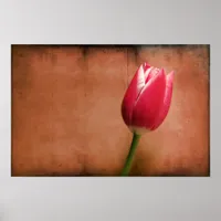 Tulip Poster