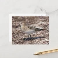 Baird's Sandpiper on the Beach Postcard