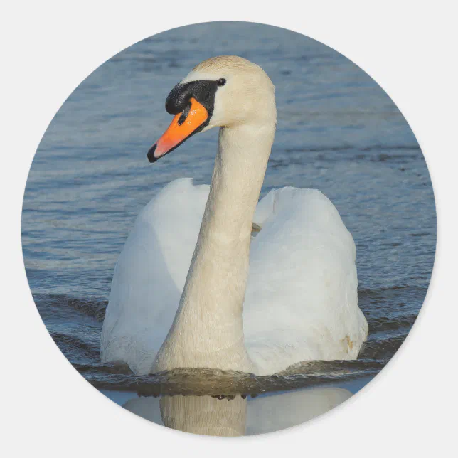 Elegant Mute Swan Waterbird on the Lake Classic Round Sticker