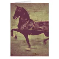 Saddlebred Song