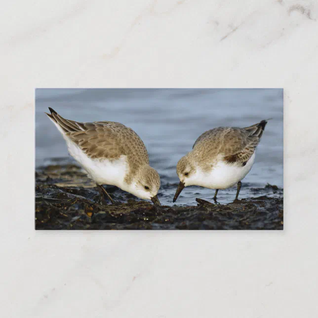 Cute Pair of Sanderlings Sandpipers Shares a Meal Business Card