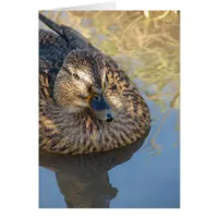 Call Duck In Water