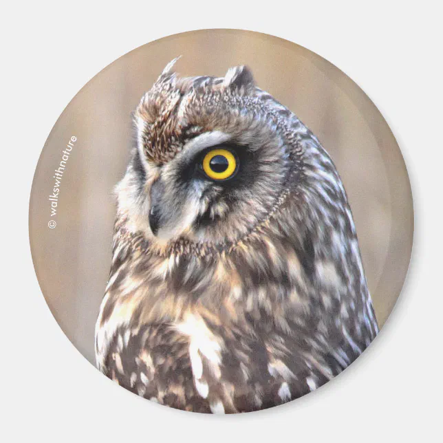 Stunning Short-Eared Owl in the Marshes Magnet