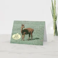 Card - Greeting – Alpaca Greetings