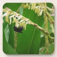Corn pollen is yummy to the bees today. beverage coaster