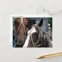 Pinto Amish Horse Solid Amish Horse and Buggies Postcard