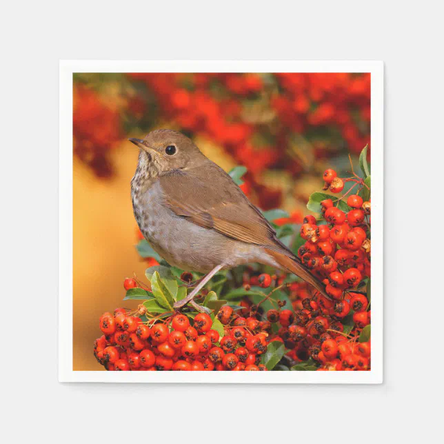 Hermit Thrush Songbird on the Scarlet Firethorn Napkins