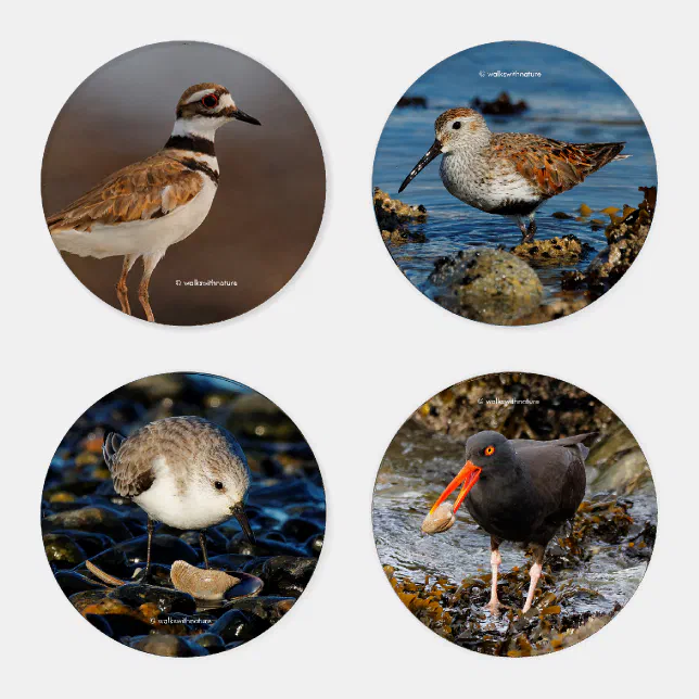 Shorebirds of North America Coaster Set