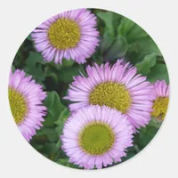 Erigeron Flowers Classic Round Sticker