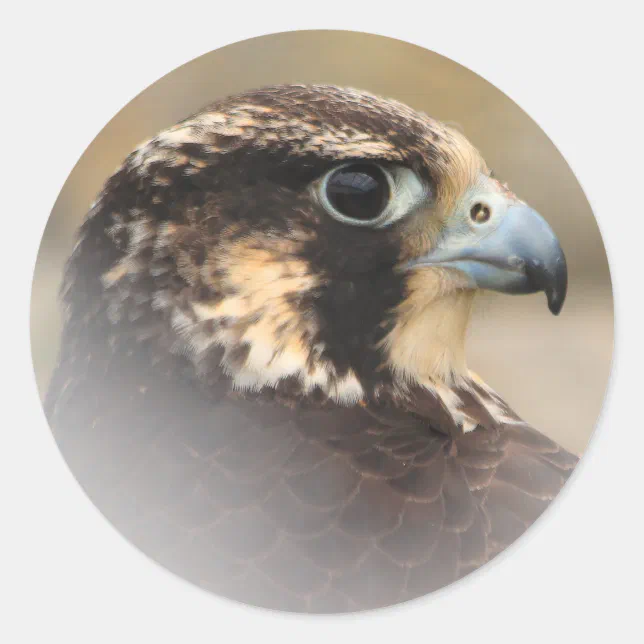 Vignetted Profile of a Peregrine Falcon Classic Round Sticker