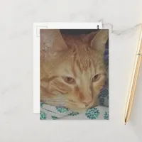 adorable ginger kitty in bed postcard