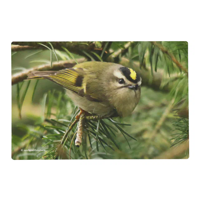 Cute Little Kinglet Causes a Stir in the Fir Placemat