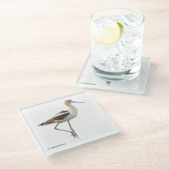 Stunning American Avocet Wading Bird at the Beach Glass Coaster