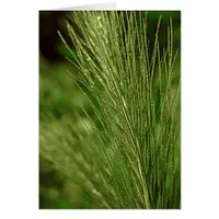 Grass Head Card