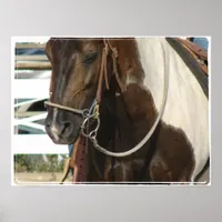Western Pinto Pony Poster