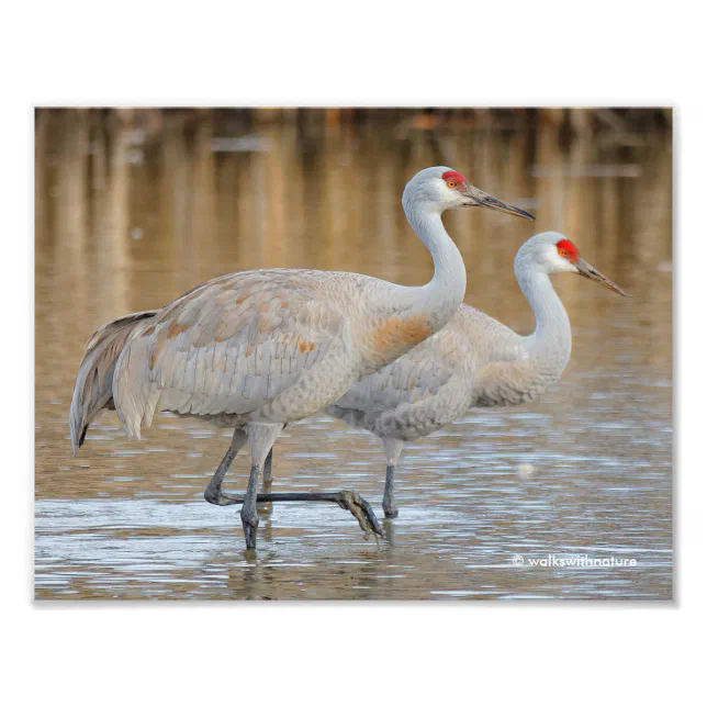 Greater Sandhill Cranes in the Marsh Photo Print