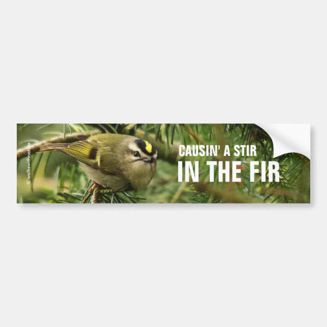 Cute Little Kinglet Causes a Stir in the Fir Bumper Sticker