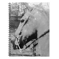 Horse in Black and White Notebook