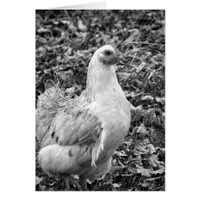 Black and White Hen All Occasion Blank Greeting