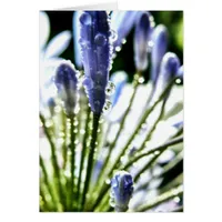 Agapanthus Drops Card