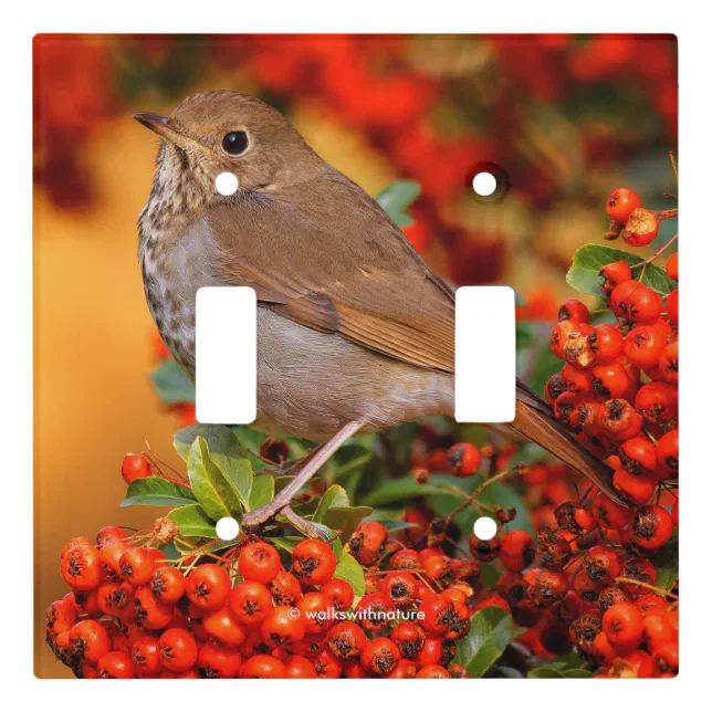 Hermit Thrush Songbird on Scarlet Firethorn Light Switch Cover