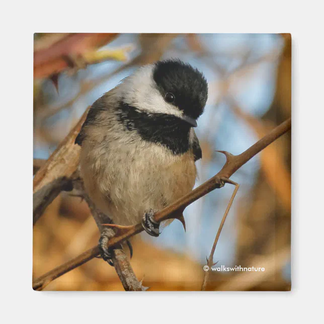 Cute Hopeful Black-Capped Chickadee Songbird Magnet