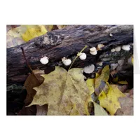 Forest Floor