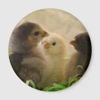 Easter Chickens Magnet