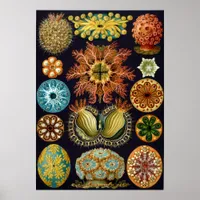 Ascidiacea Poster