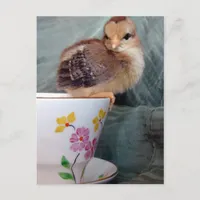 Chick On Cup Postcard