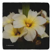 Elegant Satin Flowers on Black Trivet