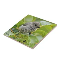 Cute Wet Young Bushtit Songbird on the Laurel Tile