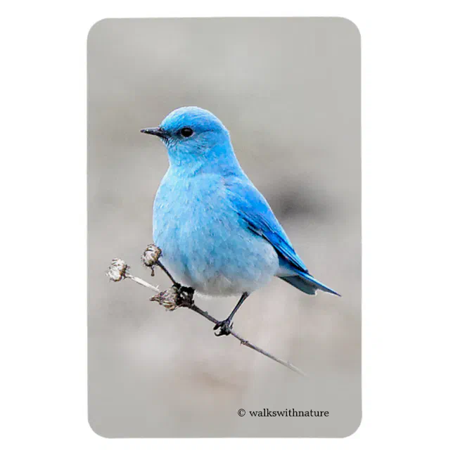 Beautiful Mountain Bluebird Magnet