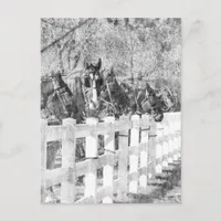 Line of Amish Horses Black and white Postcard