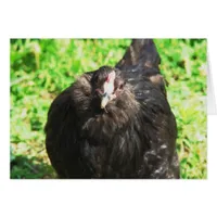 Black Hen