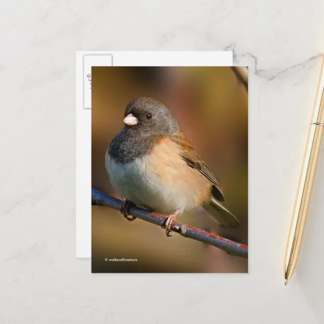 Dark-Eyed Junco Sparrow Songbird on a Limb Postcard