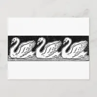 Swans Postcard