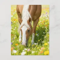Palomino Paint horse in the wildflower meadow  Postcard