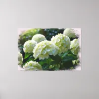 *~* Oil Hydrangea TV2 Art Stretched Canvas Print