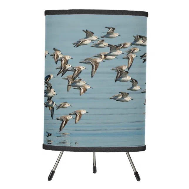 Sanderlings Take Flight in the Winter Skies Tripod Lamp