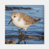 Cute Sanderling Sandpiper Wanders Wintry Shores Magnet