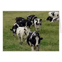 Dairy Cattle