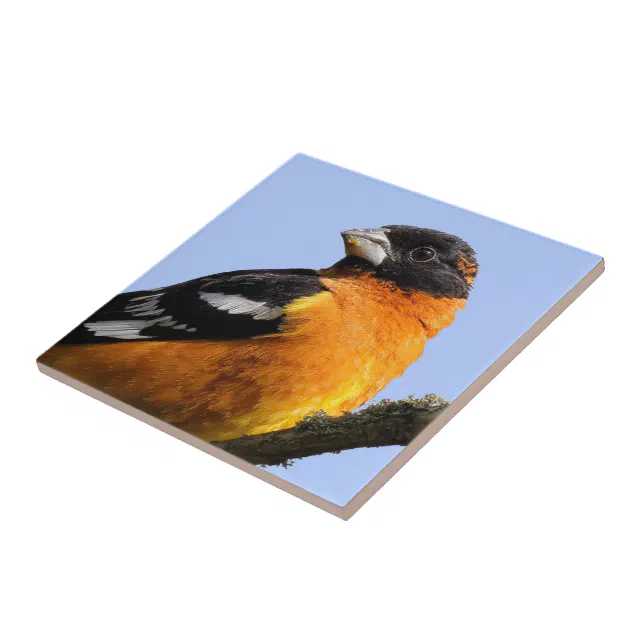 Beautiful Black-Headed Grosbeak in a Tree Ceramic Tile